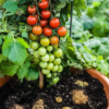 TOMTATO TAIM- LÄBI MÜÜDUD