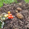 TOMTATO TAIM- LÄBI MÜÜDUD - Image 2