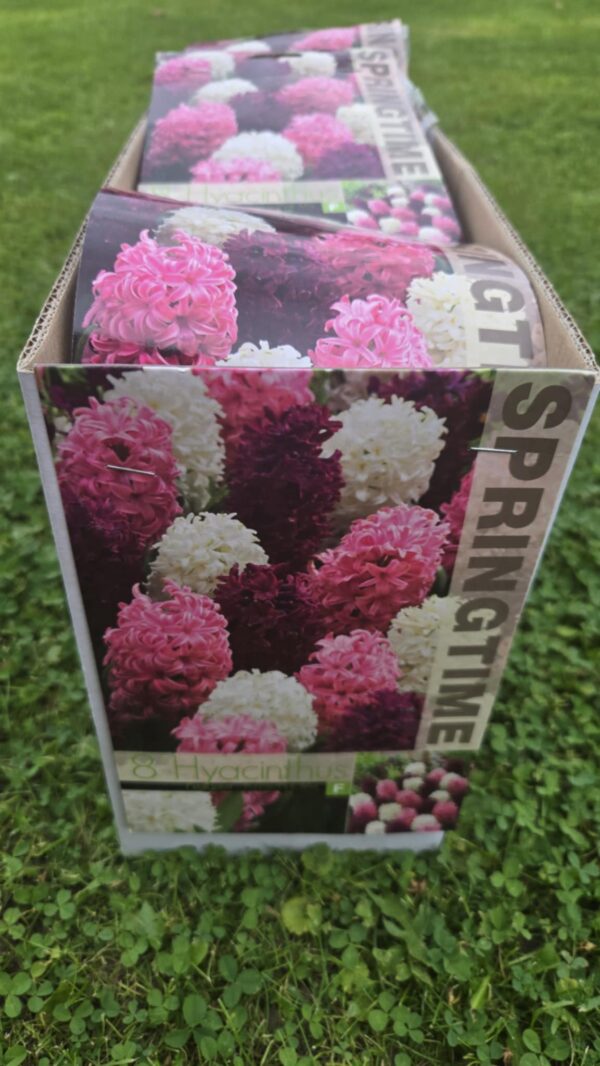 HÜATSINT Purple/Pink Mixed 14/15 - 8 sibulat/pk