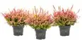 Kanarbik (Calluna) Beauty Ladies UNI roosa kollase lehega 11cm
