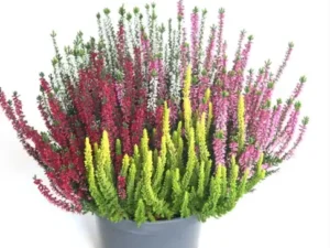 Kanarbik (Calluna)-Beauty Ladies 4 var QUATTRO 12cm