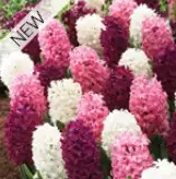 HÜATSINT Purple/Pink Mixed 14/15 - 8 sibulat/pk