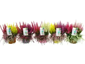 Kanarbik (Calluna) Beauty Ladies Beautybelle® rippuv 13cm