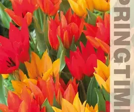 Tulp Praestans Mix 9/10 - 8 sibulat/pk