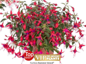 Fuksia Summer Island Rose Purple