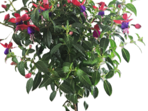 Fuksia hyb. mix tüvel 19cm potis