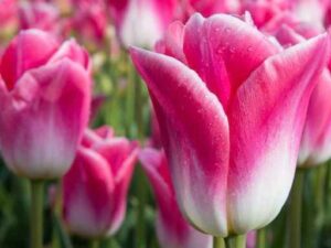 TULP DYNASTY